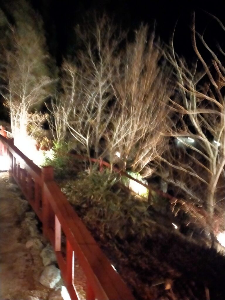 月洸樹の夜風景